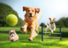Woof-Fest: Lebanon’s largest festival for dogs will be held at The Parks