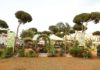 The Garden Show & Spring Festival set to celebrate 15th anniversary